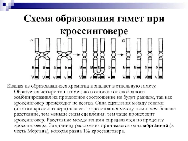 Схема образования гамет при кроссинговере Каждая из образовавшихся хроматид попадает в отдельную