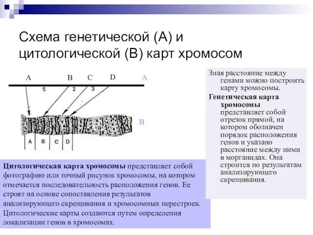 Цитологическая карта хромосомы представляет собой фотографию или точный рисунок хромосомы, на котором