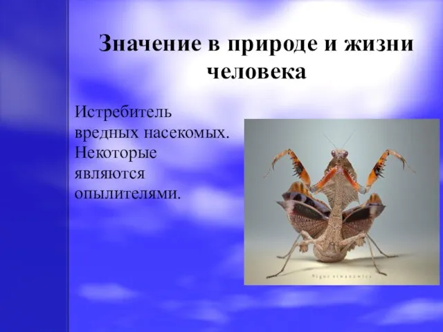 Значение в природе и жизни человека Истребитель вредных насекомых. Некоторые являются опылителями.