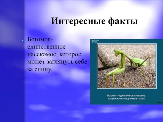 Интересные факты Богомол-единственное насекомое, которое может заглянуть себе за спину.