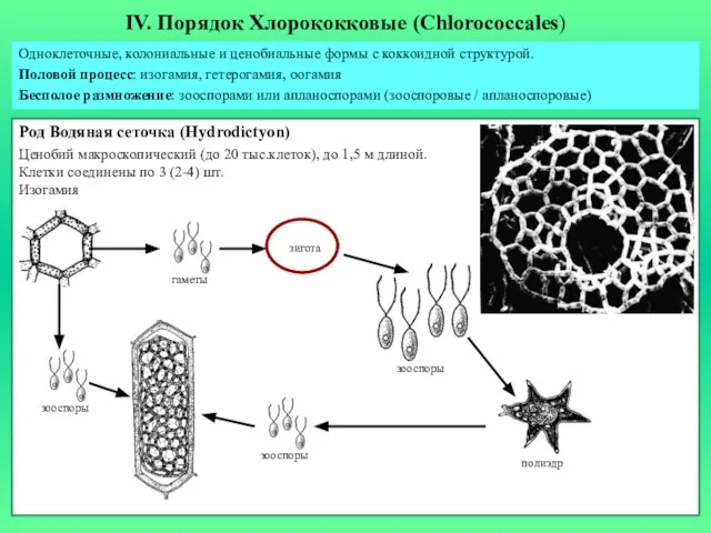 IV. Порядок Хлорококковые (Chlorococcales) Одноклеточные, колониальные и ценобиальные формы с коккоидной структурой.