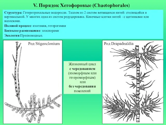 V. Порядок Хетофоровые (Chaetophorales) Структура: Гетеротрихальные водоросли. Таллом из 2 систем ветвящихся