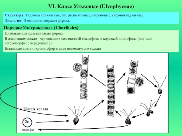 VI. Класс Ульвовые (Ulvophyceae) Порядок Улотриксовые (Ulotrihales) Структура: Талломы трихальные, паренхиматозные, сифоновые,