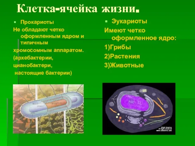 Клетка-ячейка жизни. Прокариоты Не обладают четко оформленным ядром и типичным хромосомным аппаратом.