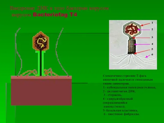 Внедрение ДНК в тело бактерии вирусом вирусом Bacteriofag T4 Схематичное строение Т-фага