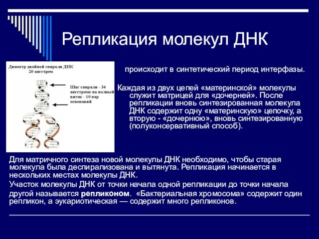 Репликация молекул ДНК происходит в синтетический период интерфазы. Каждая из двух цепей