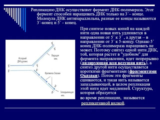 Репликацию ДНК осуществляет фермент ДНК-полимераза. Этот фермент способен наращивать ДНК только на