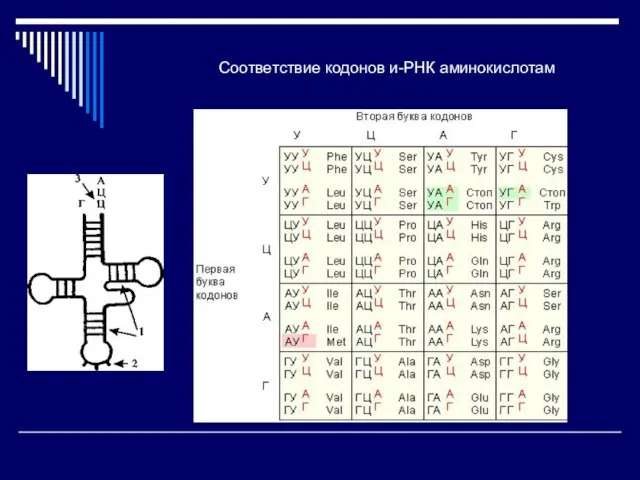 Соответствие кодонов и-РНК аминокислотам