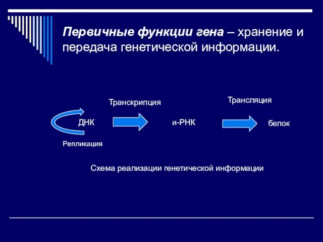 Первичные функции гена – хранение и передача генетической информации. Репликация ДНК и-РНК