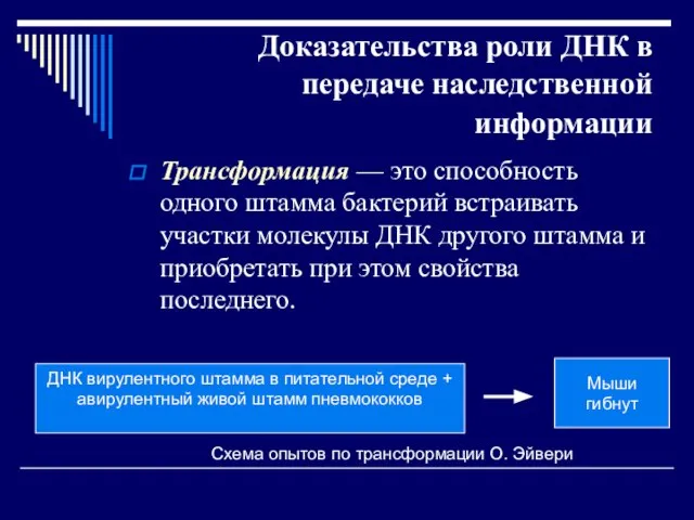 Доказательства роли ДНК в передаче наследственной информации Трансформация — это способность одного