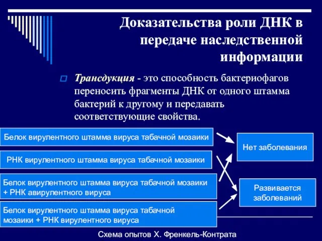 Доказательства роли ДНК в передаче наследственной информации Трансдукция - это способность бактериофагов