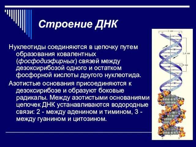 Строение ДНК Нуклеотиды соединяются в цепочку путем образования ковалентных (фосфодиэфирных) связей между