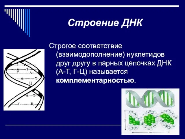 Строение ДНК Строгое соответствие (взаимодополнение) нуклетидов друг другу в парных цепочках ДНК (А-Т, Г-Ц) называется комплементарностью.