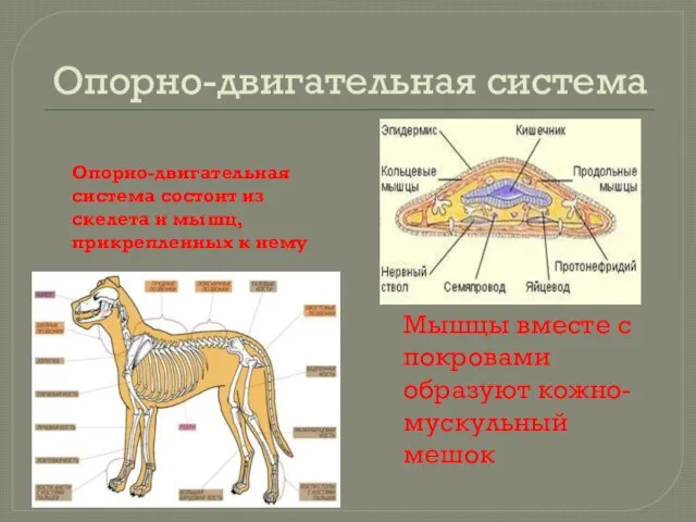 Опорно-двигательная система Опорно-двигательная система состоит из скелета и мышц, прикрепленных к нему