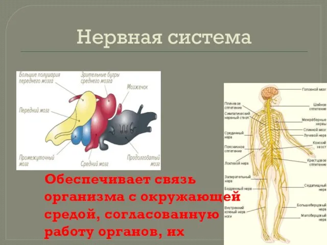 Нервная система Обеспечивает связь организма с окружающей средой, согласованную работу органов, их систем.