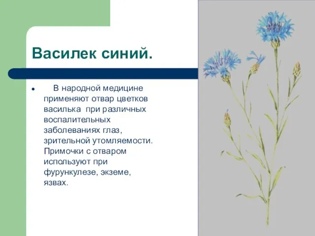 Василек синий. В народной медицине применяют отвар цветков василька при различных воспалительных