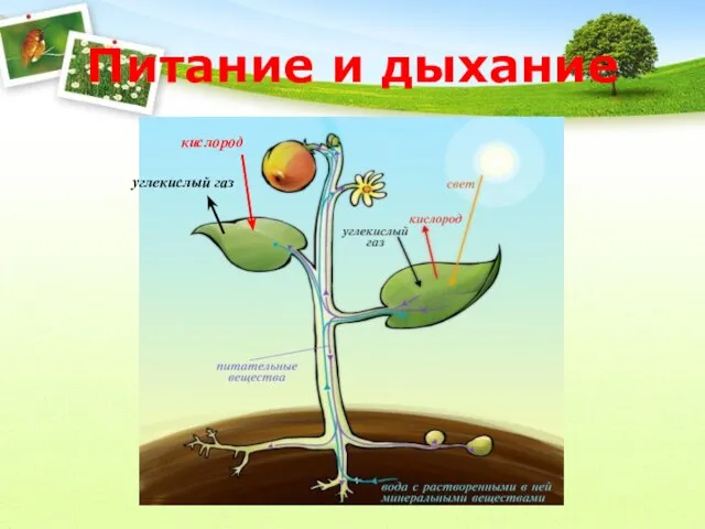 Питание и дыхание кислород углекислый газ