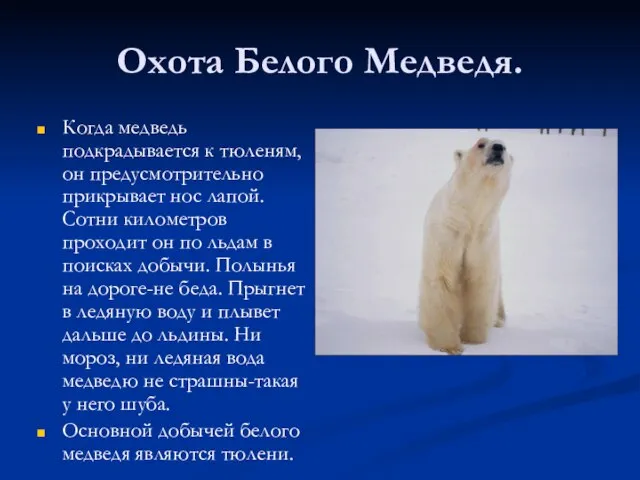 Охота Белого Медведя. Когда медведь подкрадывается к тюленям, он предусмотрительно прикрывает нос