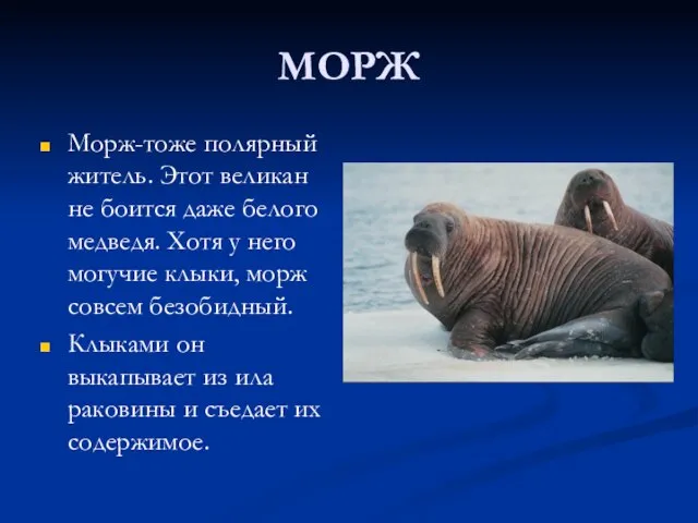 МОРЖ Морж-тоже полярный житель. Этот великан не боится даже белого медведя. Хотя