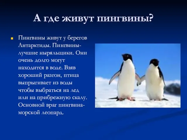 А где живут пингвины? Пингвины живут у берегов Антарктиды. Пингвины-лучшие ныряльщики. Они