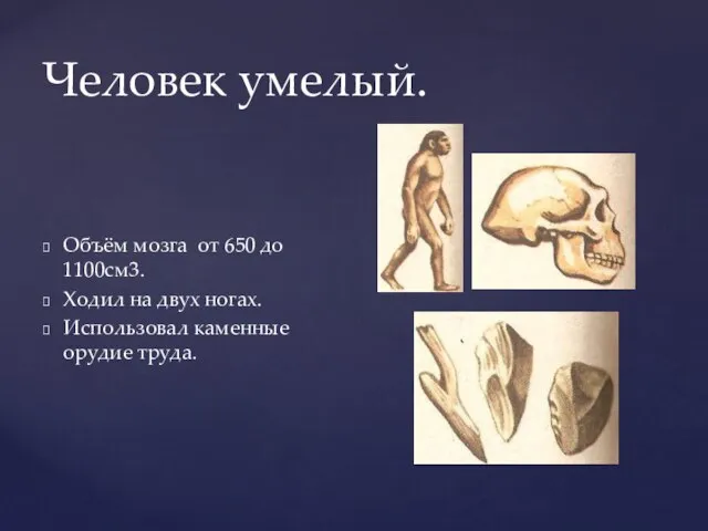 Человек умелый. Объём мозга от 650 до 1100см3. Ходил на двух ногах. Использовал каменные орудие труда.