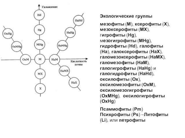 Экологические группы мезофиты (М), ксерофиты (X), мезоксерофиты (MX), гигрофиты (Hg), мезогигрофиты (MHg),