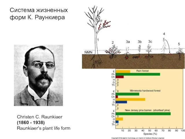 Christen C. Raunkiaer (1860 - 1938) Raunkiaer's plant life form Система жизненных форм К. Раункиера