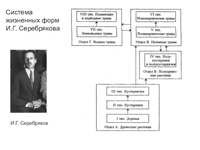 И.Г. Серебряков Система жизненных форм И.Г. Серебрякова