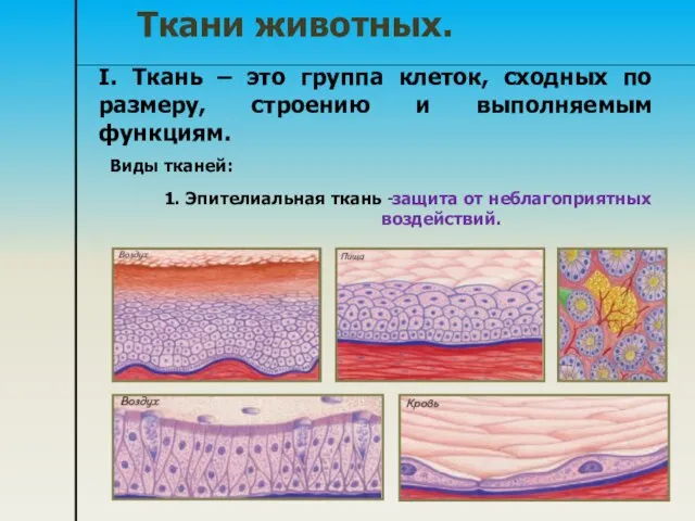 I. Ткань – это группа клеток, сходных по размеру, строению и выполняемым