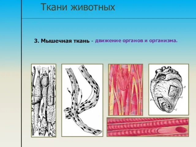 Ткани животных 3. Мышечная ткань - движение органов и организма.