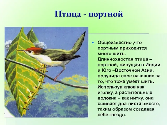 Птица - портной Общеизвестно ,что портным приходится много шить. Длиннохвостая птица –