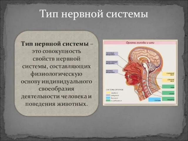 Тип нервной системы Тип нервной системы – это совокупность свойств нервной системы,