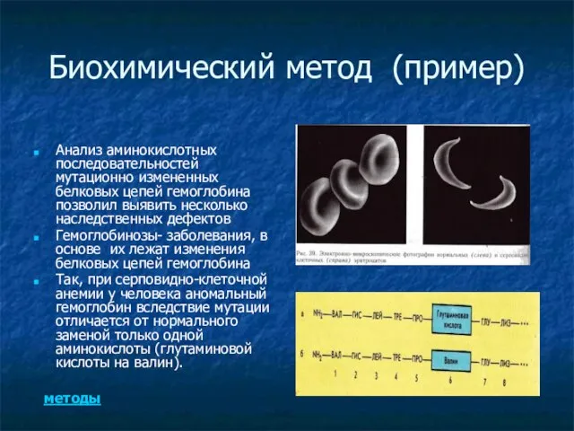 Биохимический метод (пример) Анализ аминокислотных последовательностей мутационно измененных белковых цепей гемоглобина позволил