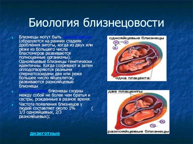 Биология близнецовости Близнецы могут быть однояйцевыми (образуются на ранних стадиях дробления зиготы,