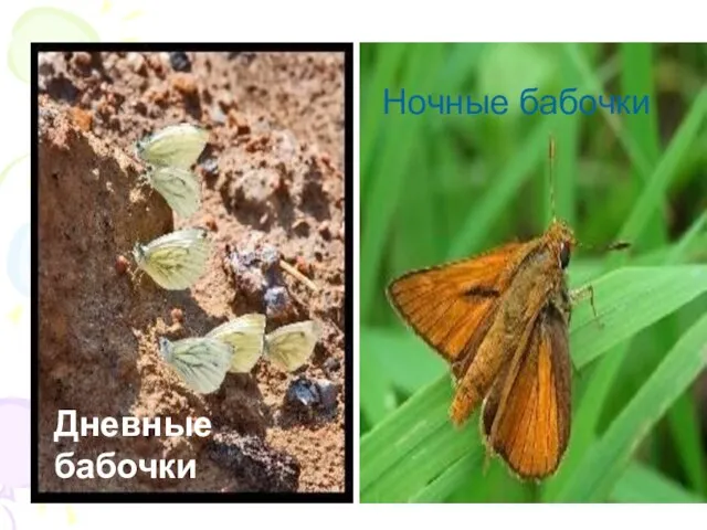 Дневные бабочки Ночные бабочки