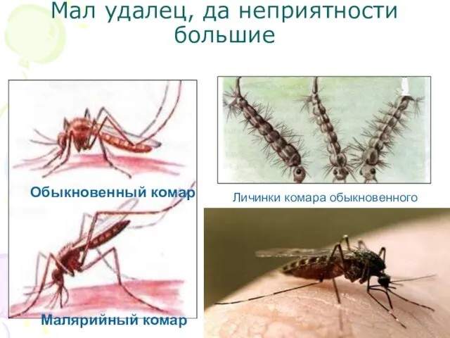 Мал удалец, да неприятности большие Обыкновенный комар Малярийный комар Личинки комара обыкновенного