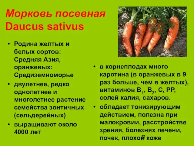 Морковь посевная Daucus sativus Родина желтых и белых сортов: Средняя Азия, оранжевых: