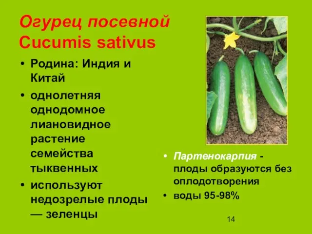 Огурец посевной Cucumis sativus Родина: Индия и Китай однолетняя однодомное лиановидное растение