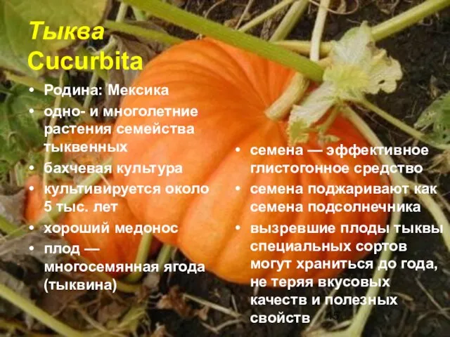 Тыква Cucurbita Родина: Мексика одно- и многолетние растения семейства тыквенных бахчевая культура