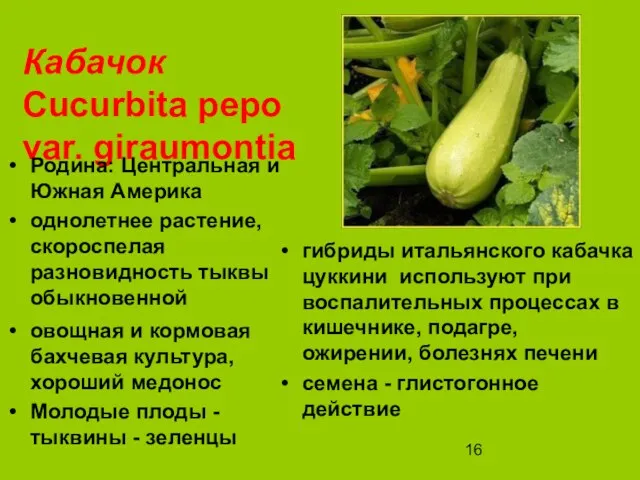 Кабачок Cucurbita pepo var. giraumontia Родина: Центральная и Южная Америка однолетнее растение,