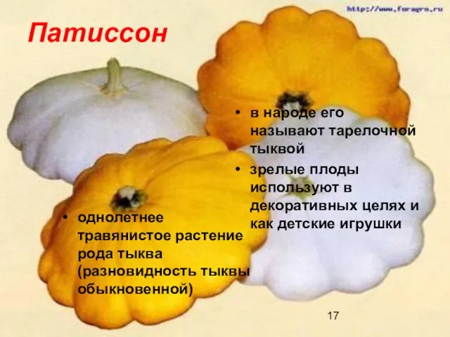 Патиссон однолетнее травянистое растение рода тыква (разновидность тыквы обыкновенной) в народе его