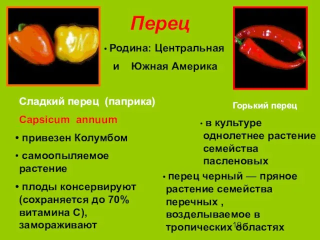 Перец перец черный — пряное растение семейства перечных , возделываемое в тропических