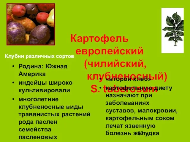 Картофель европейский (чилийский, клубненосный) S. tuberosum Родина: Южная Америка индейцы широко культивировали