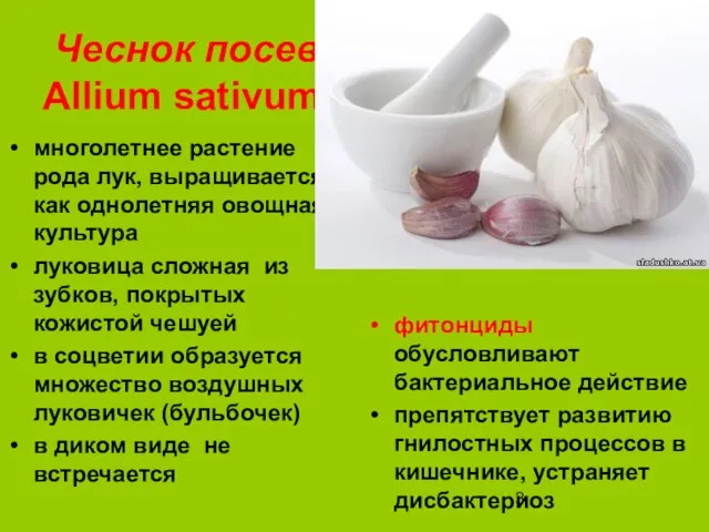 Чеснок посевной Аllium sativum многолетнее растение рода лук, выращивается как однолетняя овощная