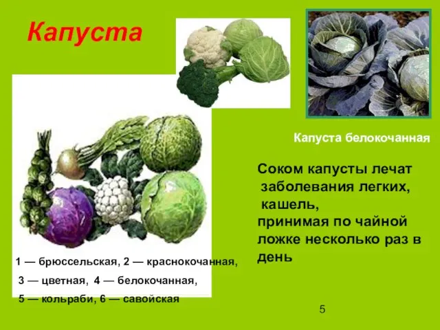 Капуста 1 — брюссельская, 2 — краснокочанная, 3 — цветная, 4 —