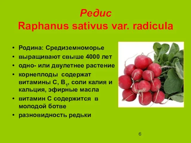 Редис Raphanus sativus var. radicula Родина: Средиземноморье выращивают свыше 4000 лет одно-