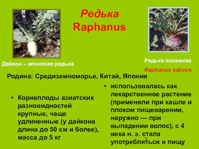 Редька Raphanus Корнеплоды азиатских разновидностей крупные, чаще удлиненные (у дайкона длина до