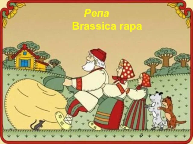 Репа Brassica rapa