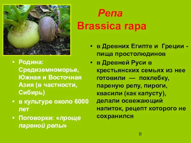 Репа Brassica rapa Родина: Средиземноморье, Южная и Восточная Азия (в частности, Сибирь)