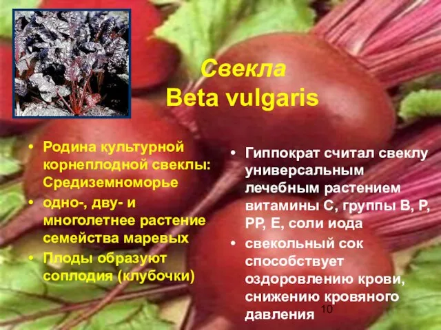 Свекла Beta vulgaris Родина культурной корнеплодной свеклы: Средиземноморье одно-, дву- и многолетнее